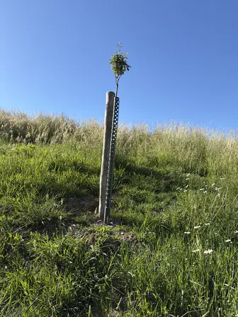 Foto treephoto-m4df2s6n53k6ycoayfm0sc3g.jpeg