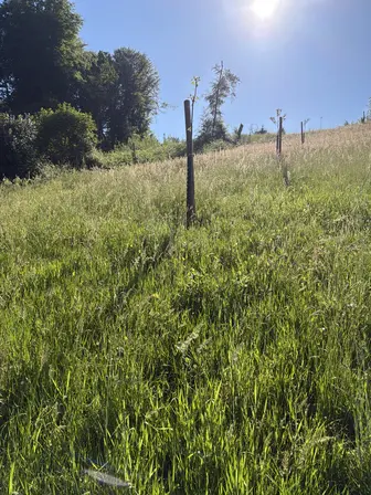 Foto treephoto-opmnz2c6l46wr86k8oqtalu3.jpeg