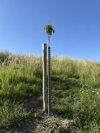 Foto treephoto-wxbcrigdznxezjmj5e926897.jpeg