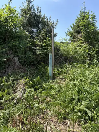 Foto treephoto-bit7bmmkat44frz31208qv00.jpeg