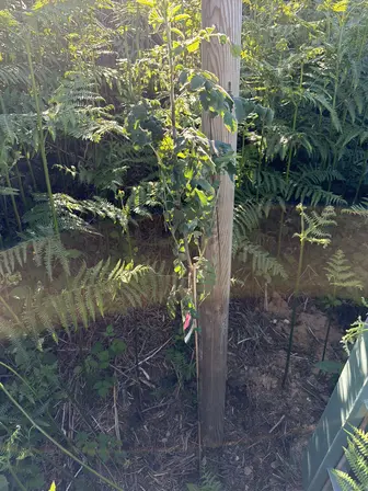 Foto treephoto-h89hmzdw9vruu61k8mxo2297.jpeg