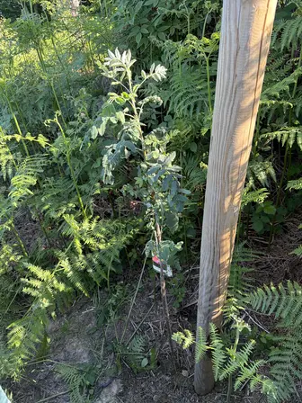 Foto treephoto-mz1vnafeg9oujevnrduc4nwg.jpeg