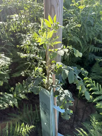 Foto treephoto-rqrluwdznt6g4cbezkkmddkk.jpeg