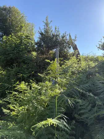 Foto treephoto-rsusskm46954kfy8wd00ud87.jpeg