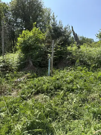 Foto treephoto-xaebo9b3cu9e12b1qgusttsn.jpeg