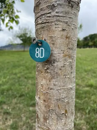 Foto treephoto-bcb8pztcdcqy95h37uzk6p1v.jpeg