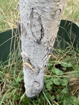 Foto treephoto-dostr9kcyj9mqpao7beh35ya.jpeg