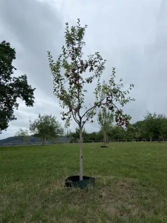 Foto treephoto-ekor9ojvw9tibxsixxwlt8p0.jpeg