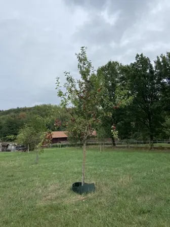 Foto treephoto-kndyavuk60utcffkof1ejvj7.jpeg