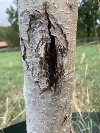 Foto treephoto-sy7slwhfbpudf16k5u6cimwq.jpeg