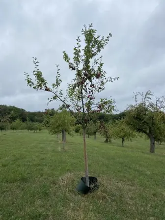 Foto treephoto-zujoq1biaif3jvinnkdydr8b.jpeg
