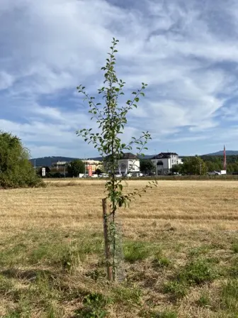 Foto treephoto-ejm50b816wpbxdpzie10r9vg.jpeg