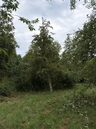 Foto treephoto-k493kk4jr3k0gtf949d25q42.jpeg