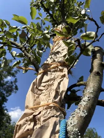 Foto treephoto-knvoalfgxt25ucbku0a74sfl.jpeg