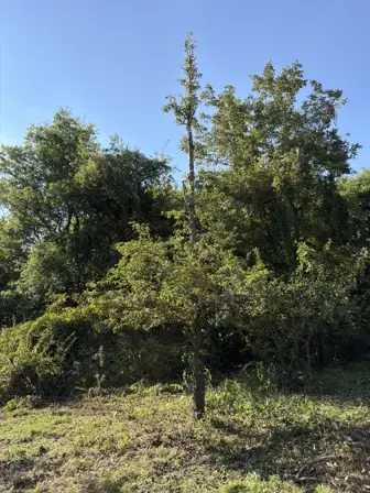 Foto treephoto-l5wm1sshxppljbv7bs3rfxht.jpeg