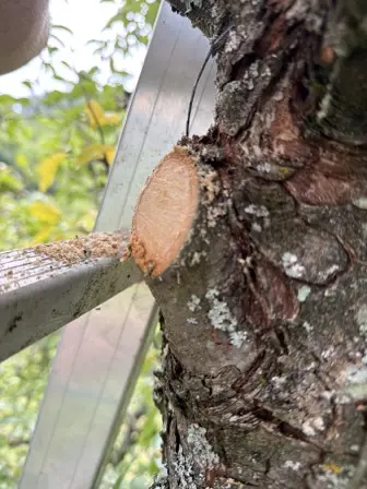 Foto treephoto-lv4nsr1242udwi3ltzy2mdae.jpeg