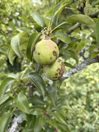 Foto treephoto-o15730efyxjn6l71b8wqfwr6.jpeg