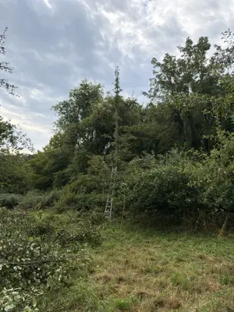 Foto treephoto-ojutc8jy1ho6rmpw28169lbn.jpeg