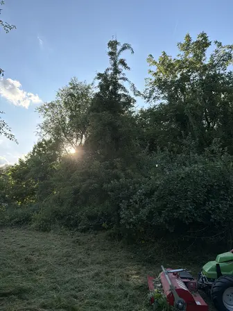 Foto treephoto-qbuq58rzagtwh64m3jnntv5l.jpeg