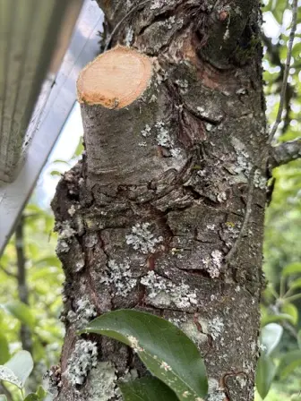 Foto treephoto-qo0c132otv8rk3k2kf4rnk01.jpeg
