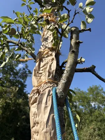 Foto treephoto-sz46n2axlmh82f5dn0nlg4fv.jpeg