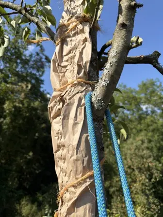 Foto treephoto-t4k9nsz8ghxwlqojj76jfuvi.jpeg