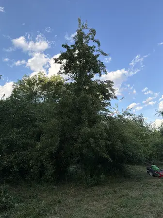 Foto treephoto-tblr7xpx2aewbs1z8hmpq0dq.jpeg