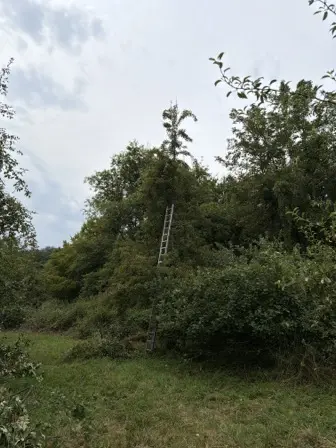 Foto treephoto-wucmetil8d7evzyz4n3mprir.jpeg