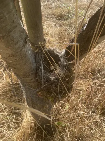Foto treephoto-aofb2pwqmkcuer1zwhy7x8kp.jpeg