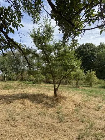 Foto treephoto-b65cjmk7jw6spjvk5ff8y2a8.jpeg