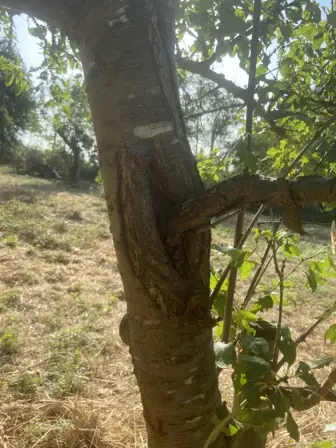 Foto treephoto-ggo65lzr9eq6xobn4mjyz79m.jpeg