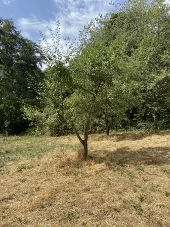 Foto treephoto-ogj89w0i6dxl3jsffnpxbdv0.jpeg