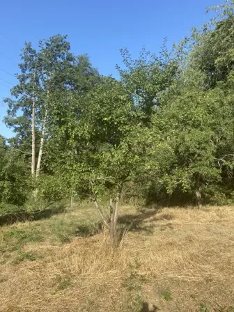 Foto treephoto-s9u1nr7nnt42mekw5h9l99nw.jpeg