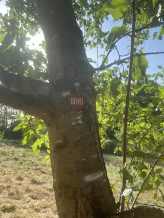 Foto treephoto-t9z70dj7nbvbsartped1bb2k.jpeg