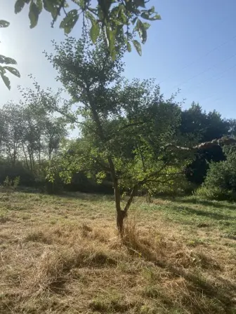 Foto treephoto-w2nnia3da6nfsvcgisugaesk.jpeg