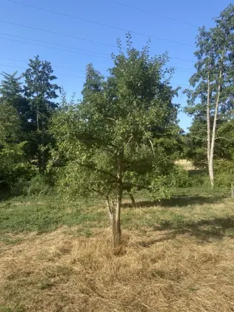 Foto treephoto-xcolqlvuex38v1wmb0sxoec7.jpeg
