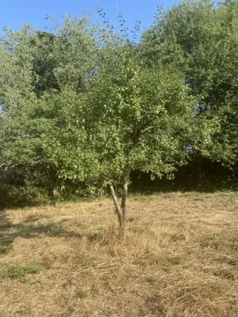 Foto treephoto-zgdc4t10eb2pgr3jy7yx6kmy.jpeg