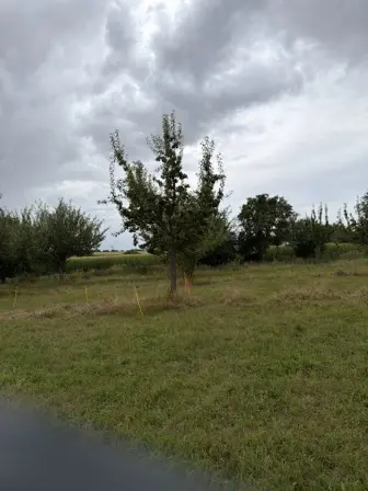 Foto treephoto-tfd845xukyfv36w40qpt8ozm.jpeg