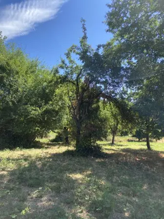 Foto treephoto-miwayh996hbcayce3h84yc45.jpeg
