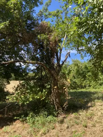 Foto treephoto-nbu7d2512j447jp4tfxjwzsh.jpeg