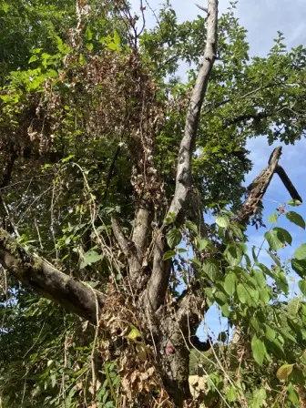 Foto treephoto-objlr7fmcdtguv8et6hrdbpw.jpeg
