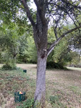 Foto treephoto-qmof4birqv0s0gadktlfhwak.jpeg