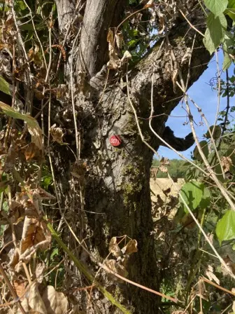 Foto treephoto-qsskht9ol1t4wr6s311qfui1.jpeg