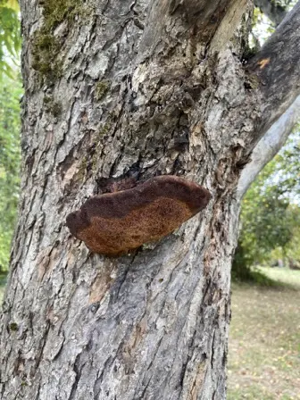 Foto treephoto-to9veigqu4xg68yyy9qulh1w.jpeg