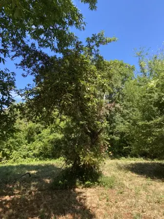 Foto treephoto-y4k7575lfgi4a8nl9wfqdkok.jpeg