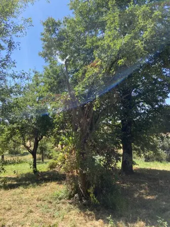 Foto treephoto-z0rlg8v39iukrxohaqyu7149.jpeg