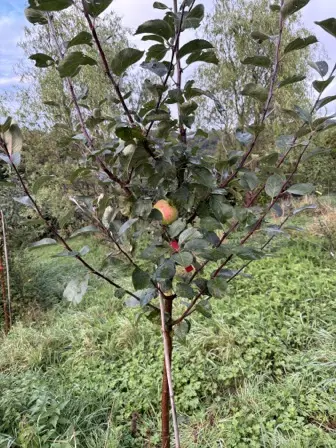 Foto treephoto-x7oh4ul36dghpmlmg32m3y6s.jpeg