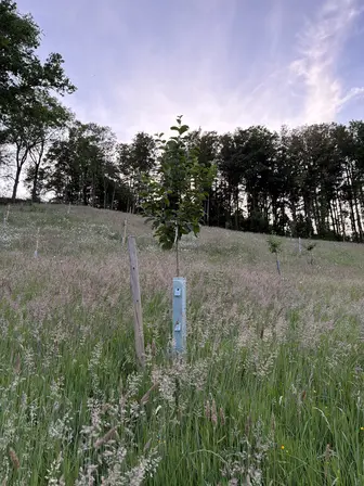 Foto treephoto-f2isxkjdbgk28sv25oqa2q20.jpeg