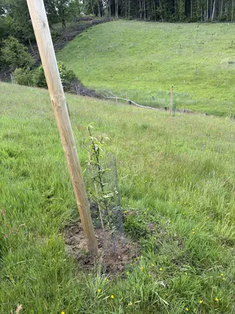 Foto treephoto-csns1xsffienwcud02rk5n23.jpeg