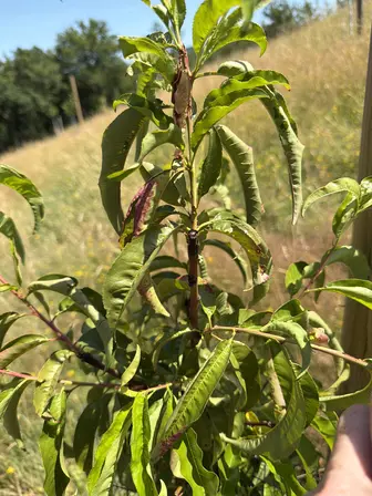 Foto treephoto-ij56xmyz0w4d2lh18jf66fc7.jpeg